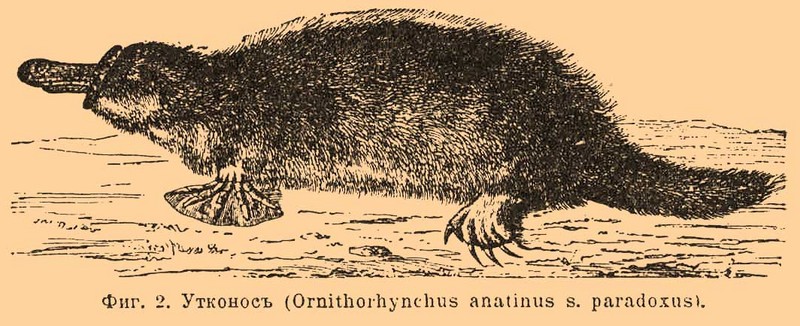 duck-billed platypus (Ornithorhynchus anatinus); DISPLAY FULL IMAGE.