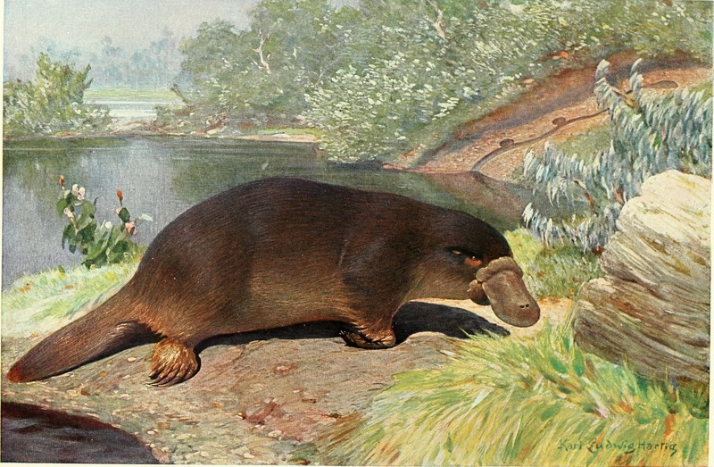 duck-billed platypus (Ornithorhynchus anatinus); DISPLAY FULL IMAGE.
