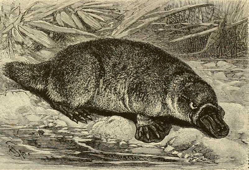 duck-billed platypus (Ornithorhynchus anatinus); DISPLAY FULL IMAGE.