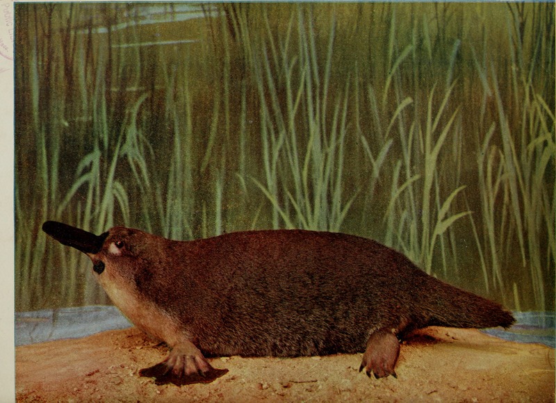 duck-billed platypus (Ornithorhynchus anatinus); DISPLAY FULL IMAGE.