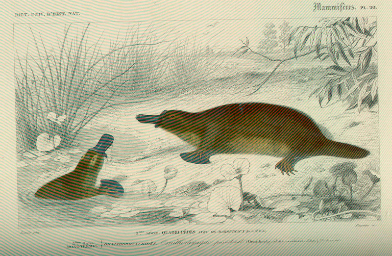 duck-billed platypus (Ornithorhynchus anatinus); DISPLAY FULL IMAGE.
