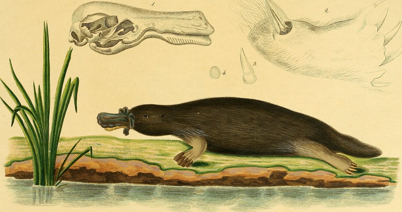 duck-billed platypus (Ornithorhynchus anatinus); DISPLAY FULL IMAGE.