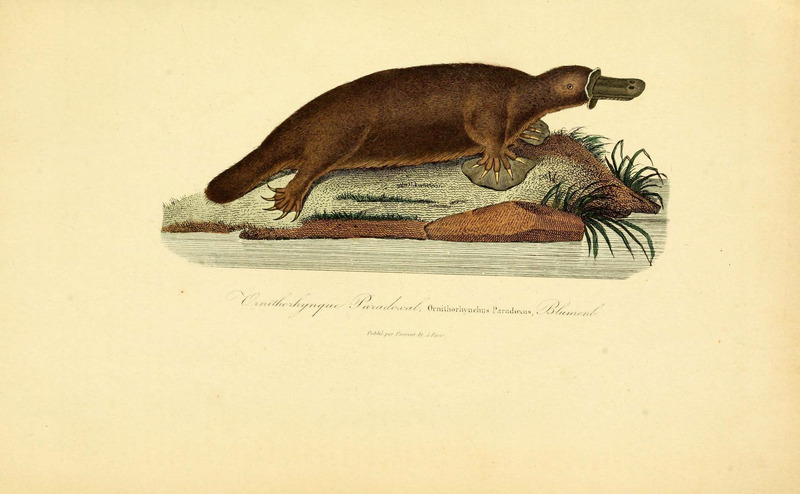 duck-billed platypus (Ornithorhynchus anatinus); DISPLAY FULL IMAGE.