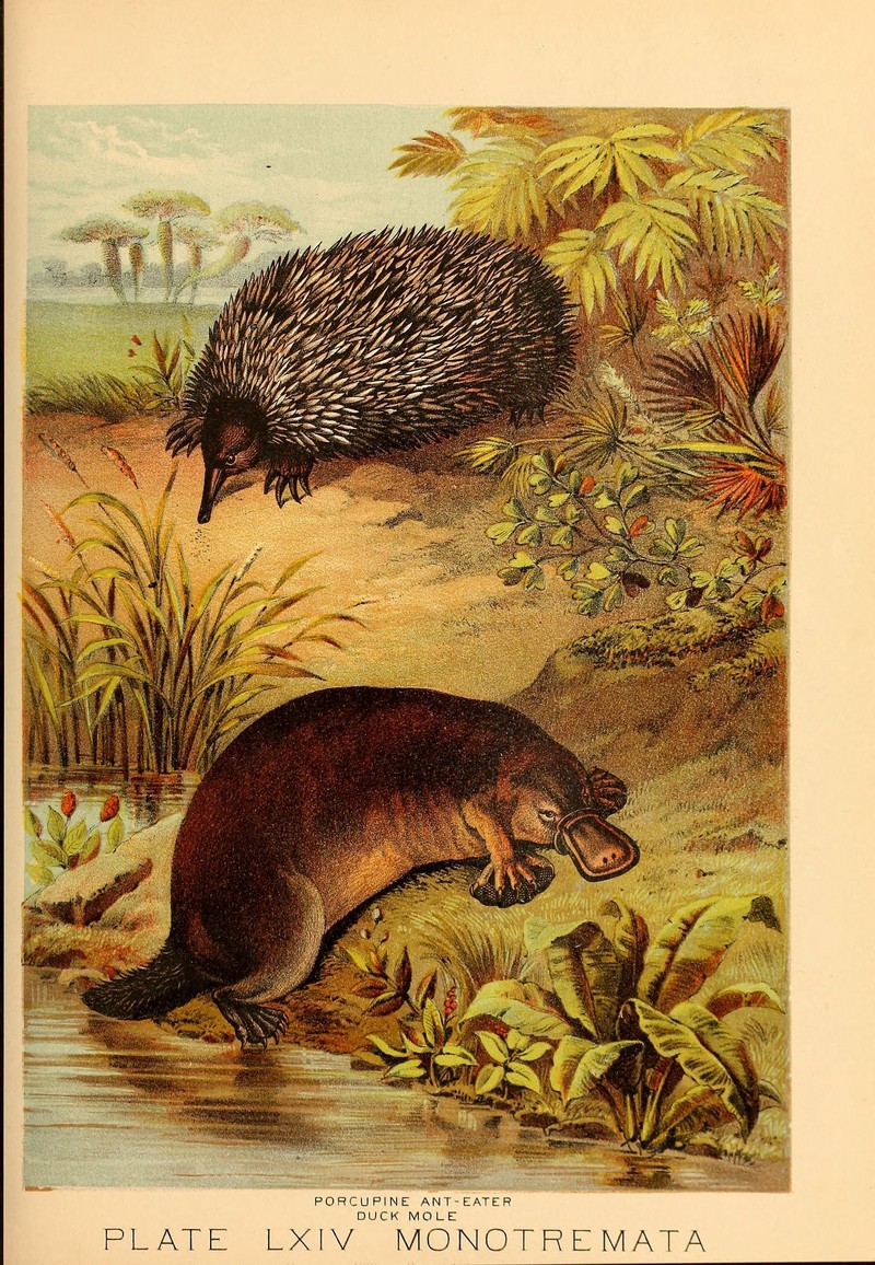 short-beaked echidna (Tachyglossus aculeatus), duck-billed platypus (Ornithorhynchus anatinus); DISPLAY FULL IMAGE.