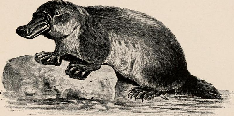 duck-billed platypus (Ornithorhynchus anatinus); DISPLAY FULL IMAGE.