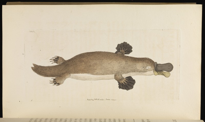 duck-billed platypus (Ornithorhynchus anatinus); DISPLAY FULL IMAGE.