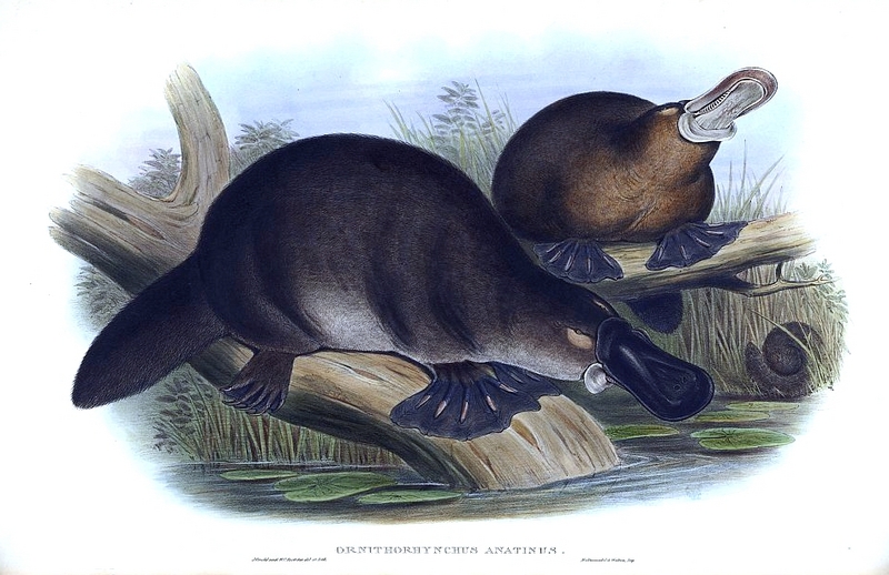 duck-billed platypus (Ornithorhynchus anatinus); DISPLAY FULL IMAGE.