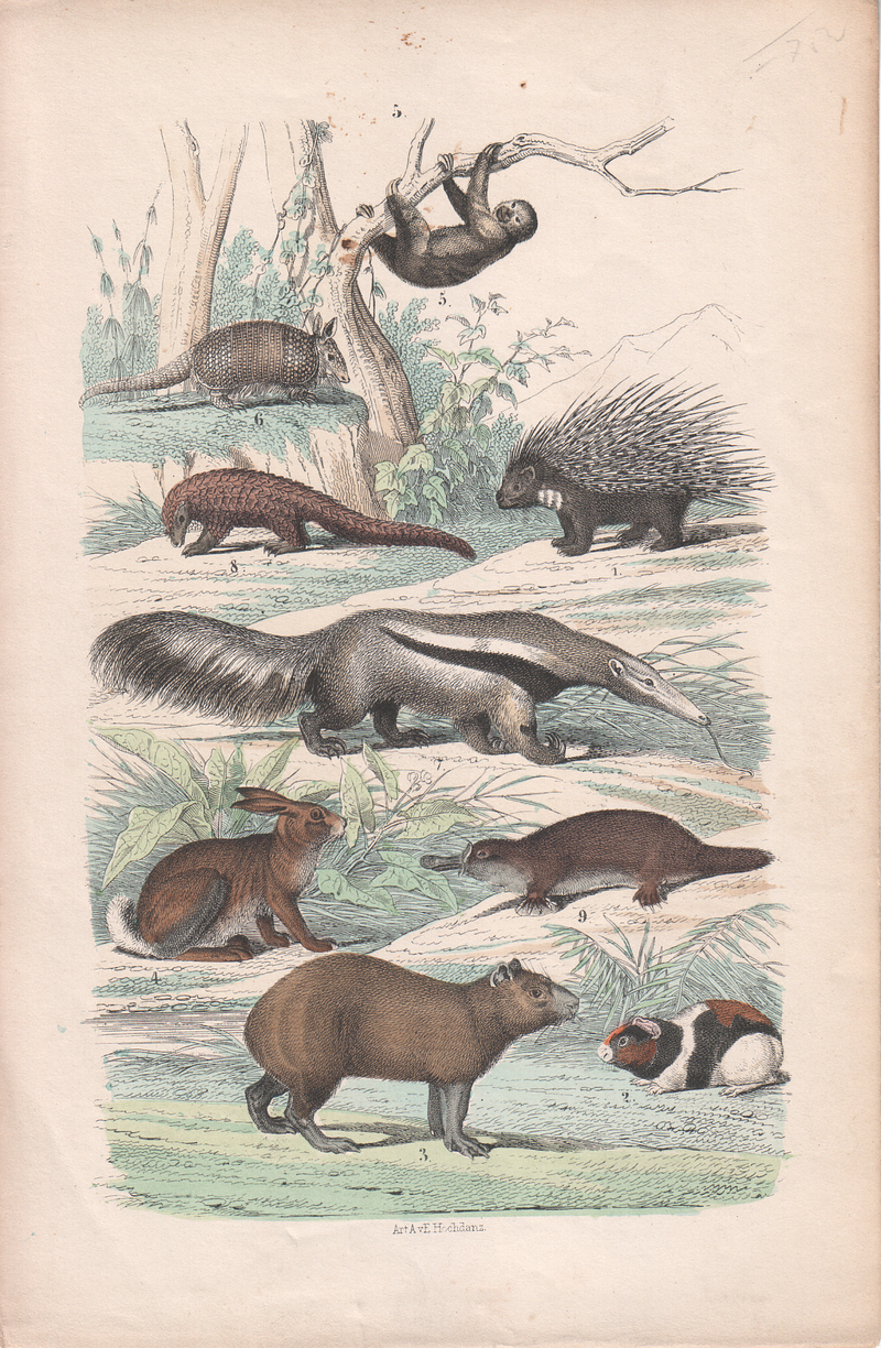 guinea pig (Cavia porcellus), three-toed sloth, nine-banded armadillo (Dasypus novemcinctus), giant anteater (Myrmecophaga tridactyla), ground pangolin (Smutsia temminckii), duck-billed platypus (Ornithorhynchus anatinus); DISPLAY FULL IMAGE.