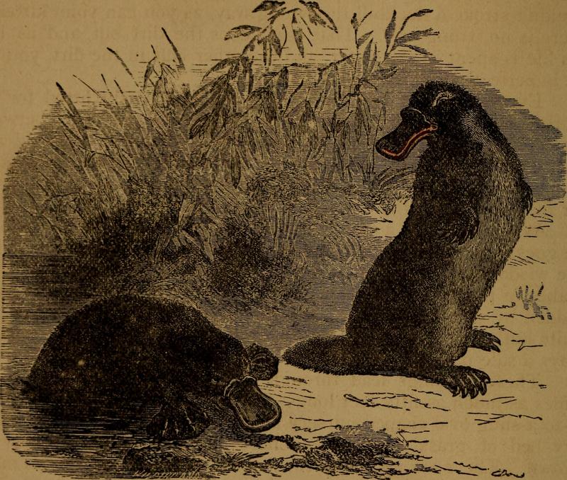 duck-billed platypus (Ornithorhynchus anatinus); DISPLAY FULL IMAGE.