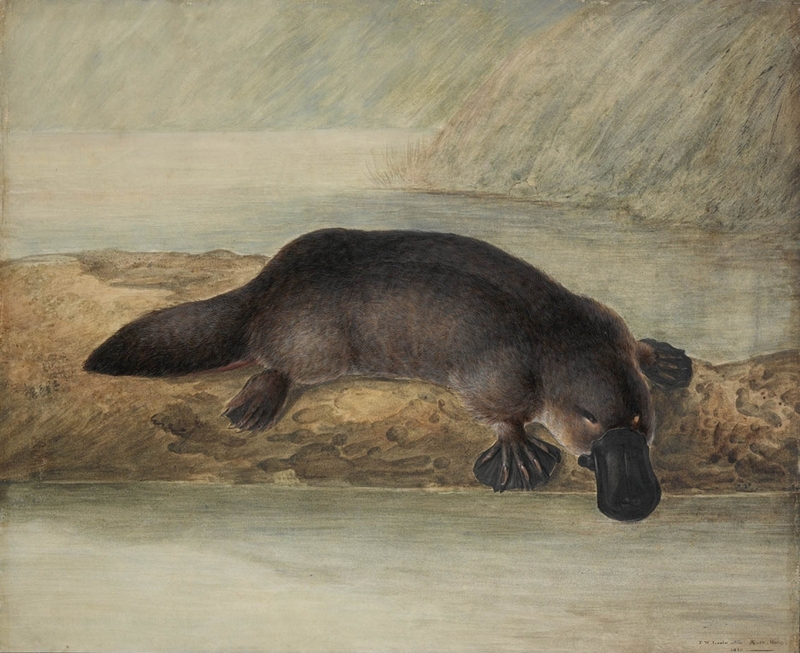 duck-billed platypus (Ornithorhynchus anatinus); DISPLAY FULL IMAGE.