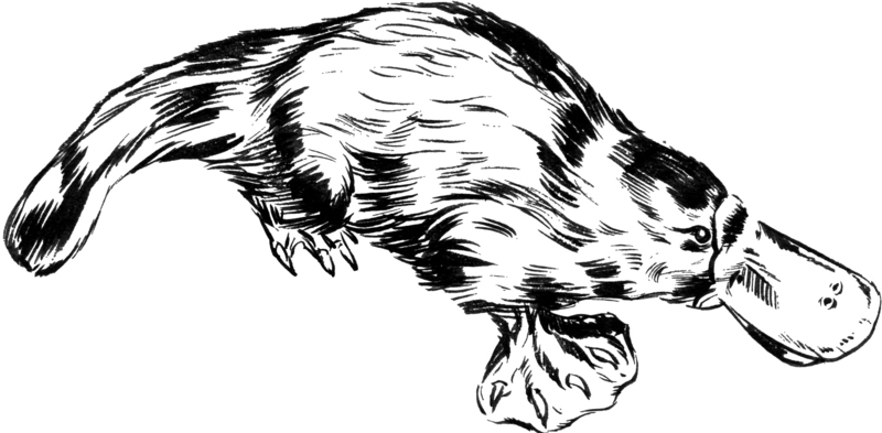 duck-billed platypus (Ornithorhynchus anatinus); DISPLAY FULL IMAGE.