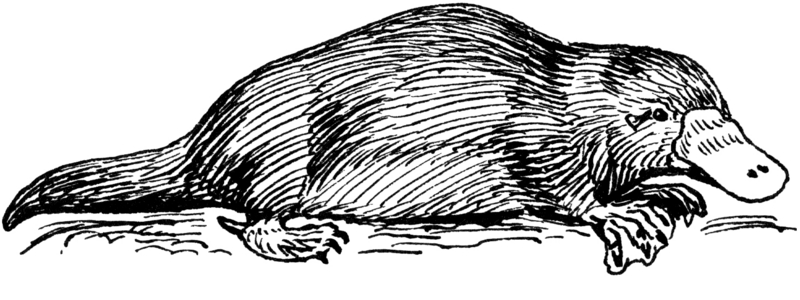 duck-billed platypus (Ornithorhynchus anatinus); DISPLAY FULL IMAGE.