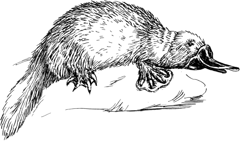 duck-billed platypus (Ornithorhynchus anatinus); DISPLAY FULL IMAGE.