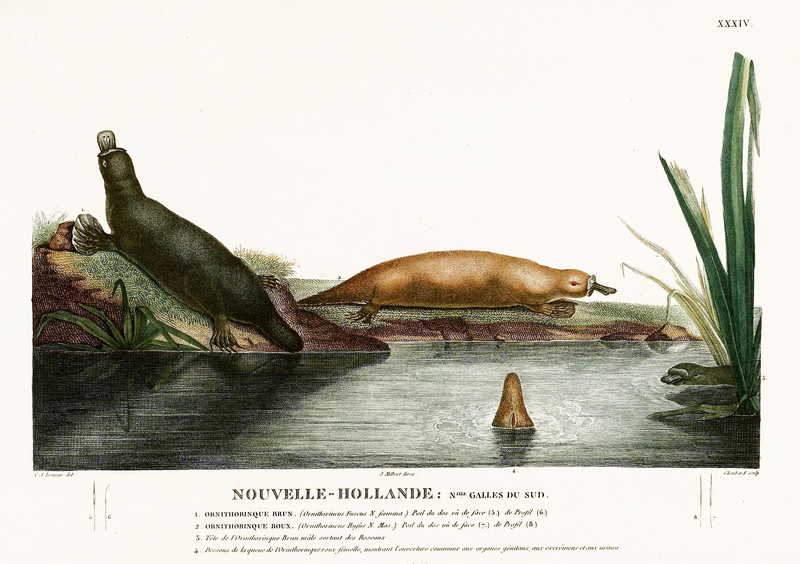 duck-billed platypus (Ornithorhynchus anatinus); DISPLAY FULL IMAGE.