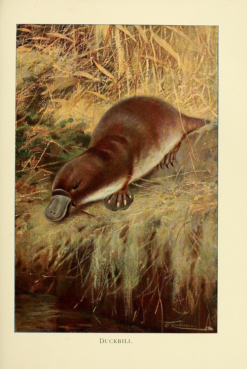 duck-billed platypus (Ornithorhynchus anatinus); DISPLAY FULL IMAGE.