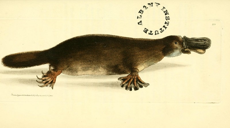duck-billed platypus (Ornithorhynchus anatinus); DISPLAY FULL IMAGE.