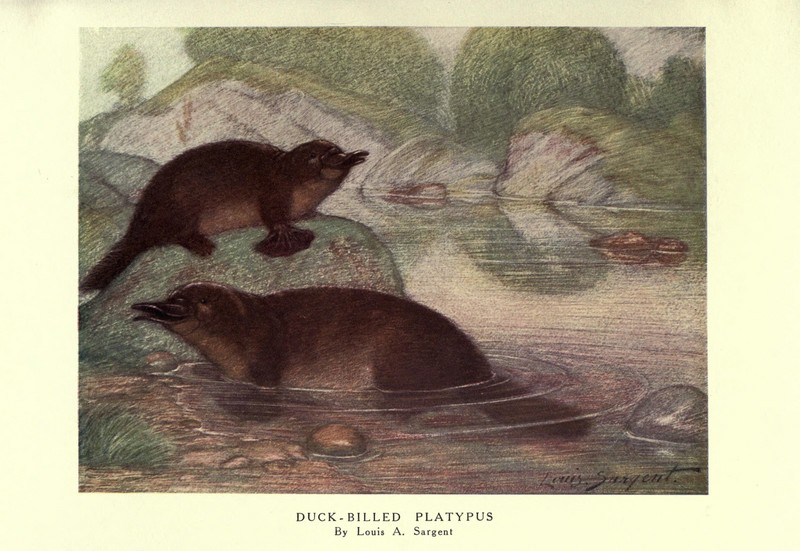 duck-billed platypus (Ornithorhynchus anatinus); DISPLAY FULL IMAGE.