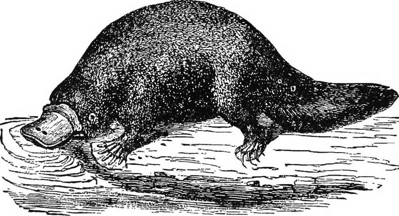 duck-billed platypus (Ornithorhynchus anatinus); DISPLAY FULL IMAGE.