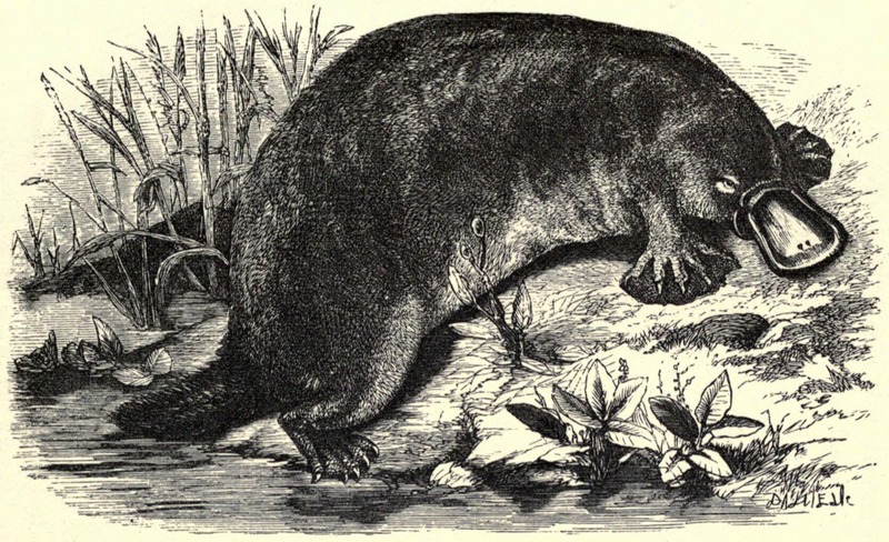 duck-billed platypus (Ornithorhynchus anatinus); DISPLAY FULL IMAGE.