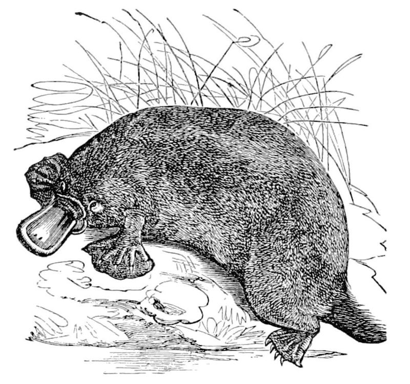 duck-billed platypus (Ornithorhynchus anatinus); DISPLAY FULL IMAGE.