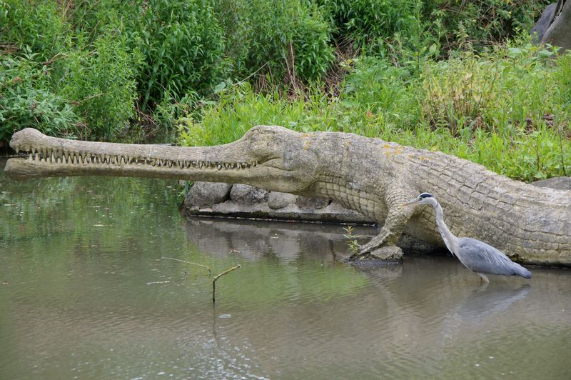 Teleosaurus; DISPLAY FULL IMAGE.