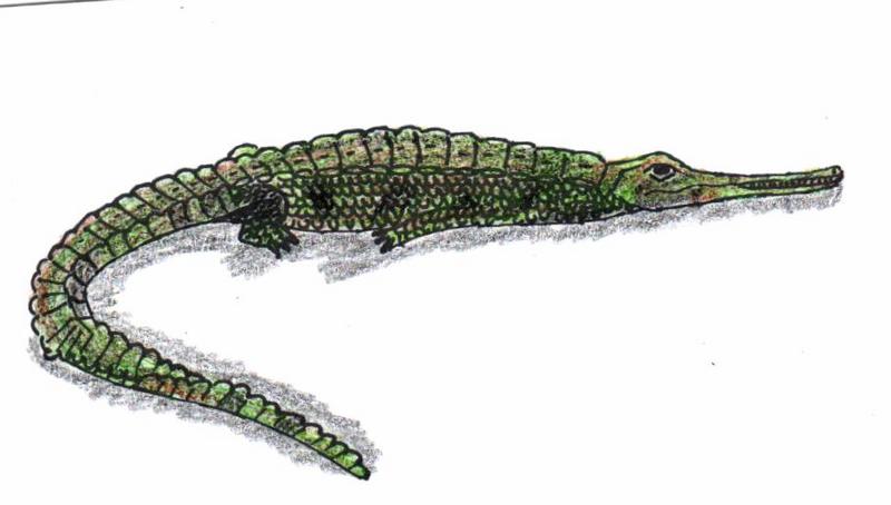 Teleosaurus; DISPLAY FULL IMAGE.