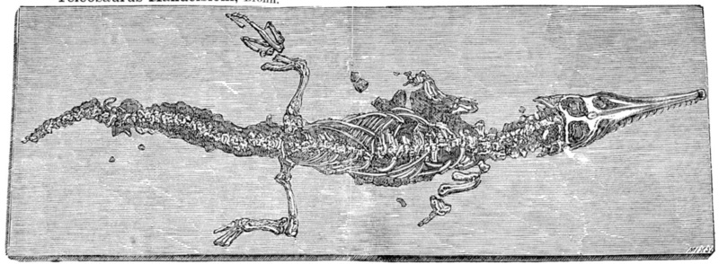 Teleosaurus mandelsohi; DISPLAY FULL IMAGE.
