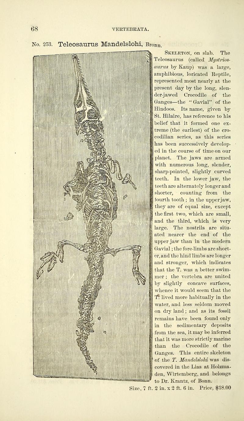 Teleosaurus mandelslohi; DISPLAY FULL IMAGE.