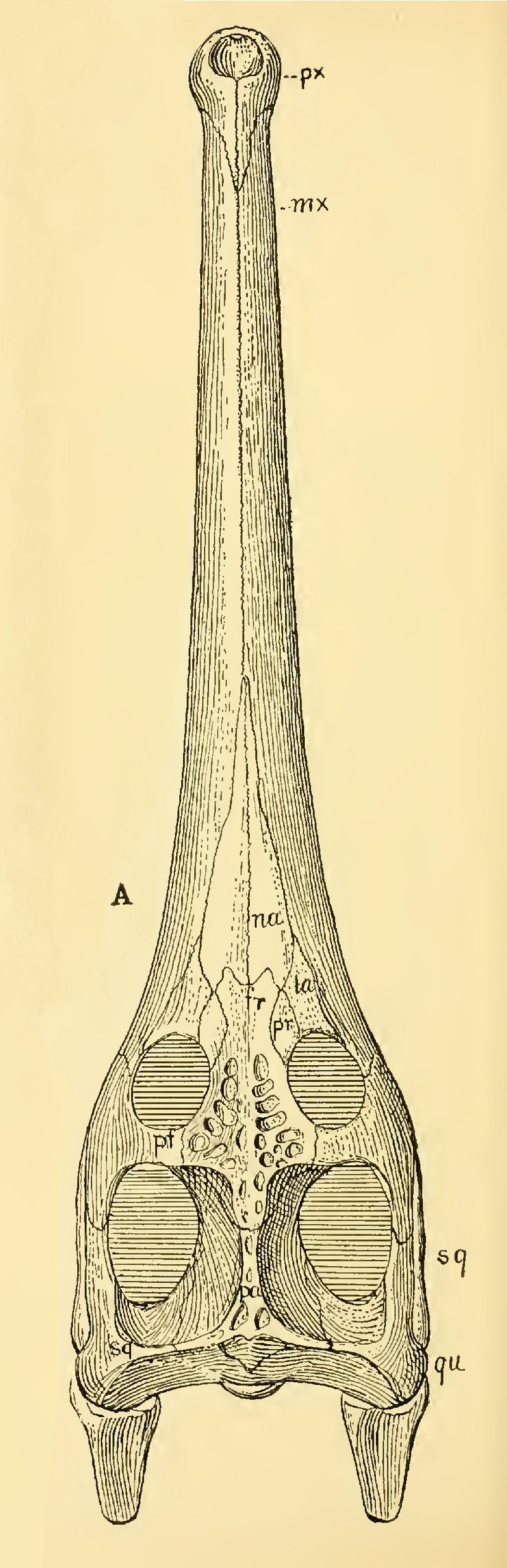 Teleosaurus; DISPLAY FULL IMAGE.
