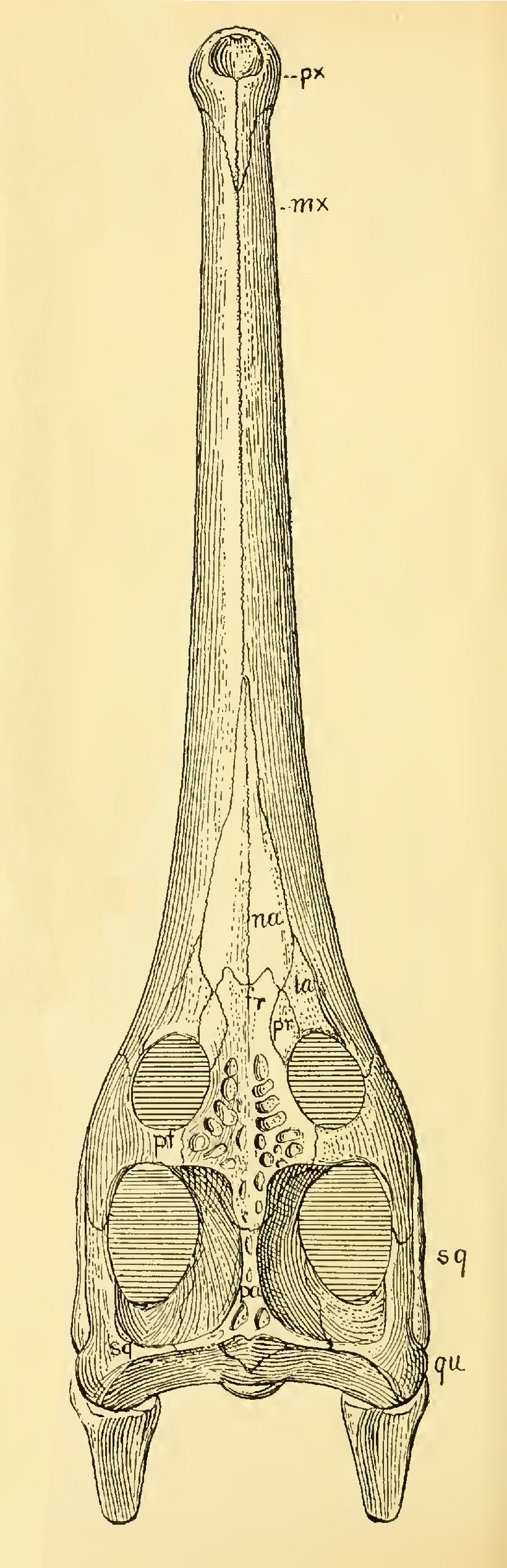 Teleosaurus; DISPLAY FULL IMAGE.