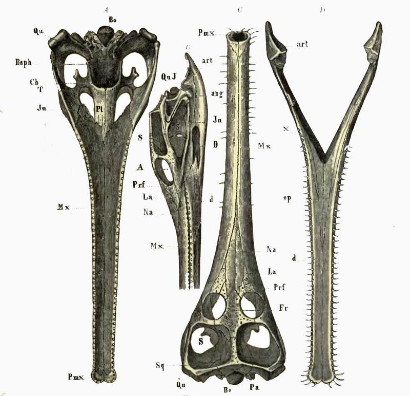 Teleosaurus cadomensis; DISPLAY FULL IMAGE.