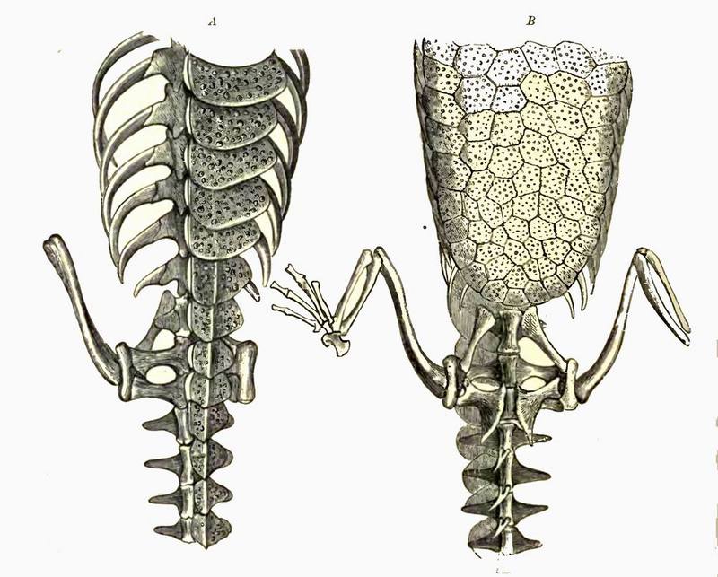 Teleosaurus cadomensis; DISPLAY FULL IMAGE.