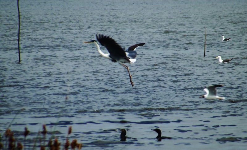 cocoi heron (Ardea cocoi); DISPLAY FULL IMAGE.