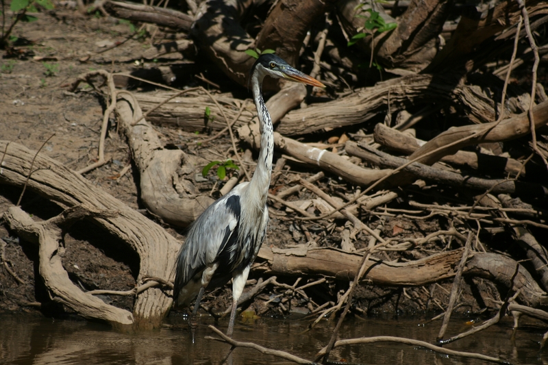 cocoi heron (Ardea cocoi); DISPLAY FULL IMAGE.