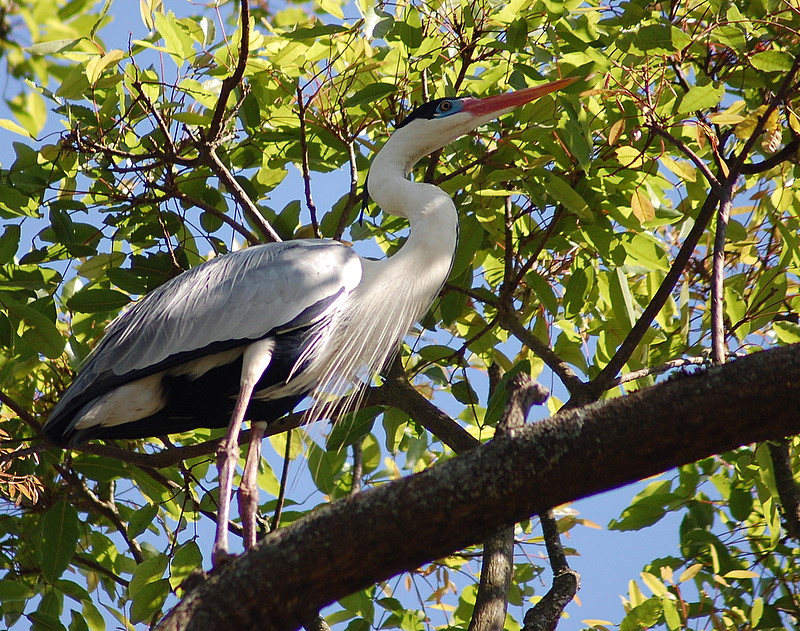 cocoi heron (Ardea cocoi); DISPLAY FULL IMAGE.