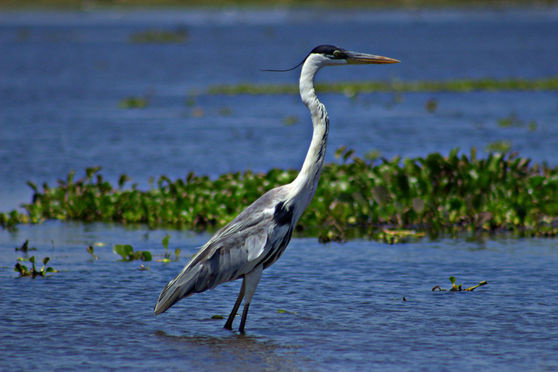 cocoi heron (Ardea cocoi); DISPLAY FULL IMAGE.