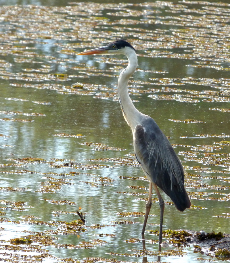 cocoi heron (Ardea cocoi); DISPLAY FULL IMAGE.