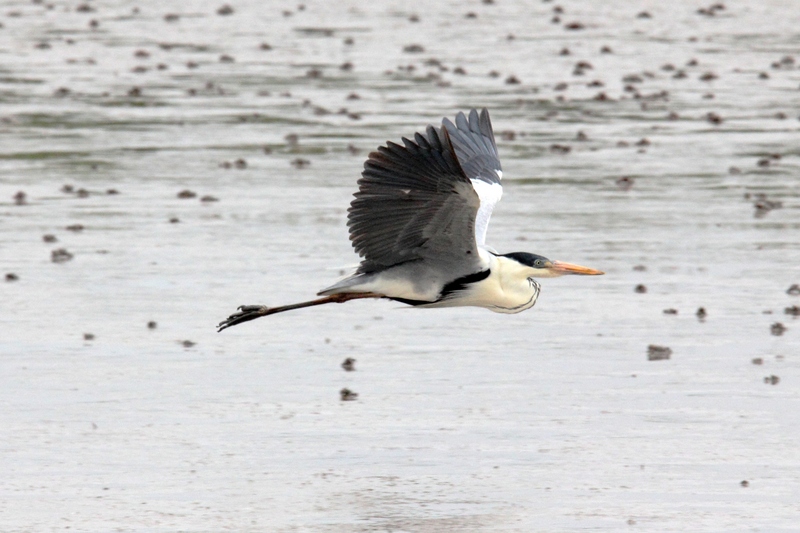 cocoi heron (Ardea cocoi); DISPLAY FULL IMAGE.