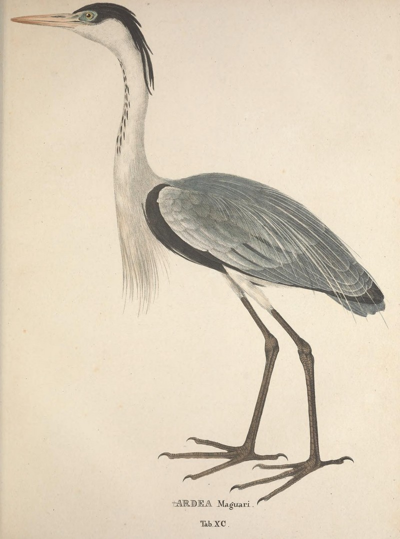 cocoi heron (Ardea cocoi); DISPLAY FULL IMAGE.