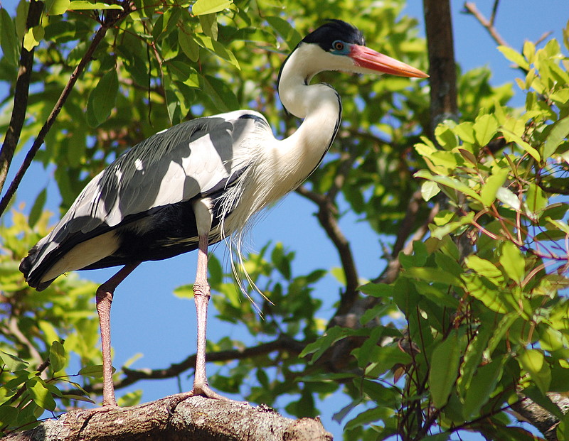 cocoi heron (Ardea cocoi); DISPLAY FULL IMAGE.