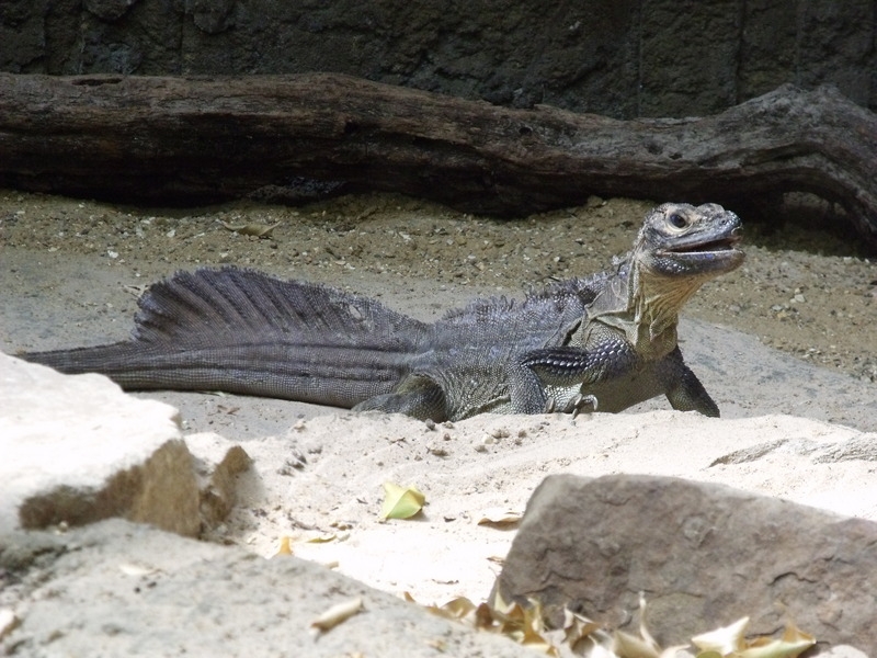 Philippine sailfin lizard (Hydrosaurus pustulatus); DISPLAY FULL IMAGE.