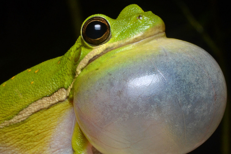 American green treefrog (Hyla cinerea); DISPLAY FULL IMAGE.