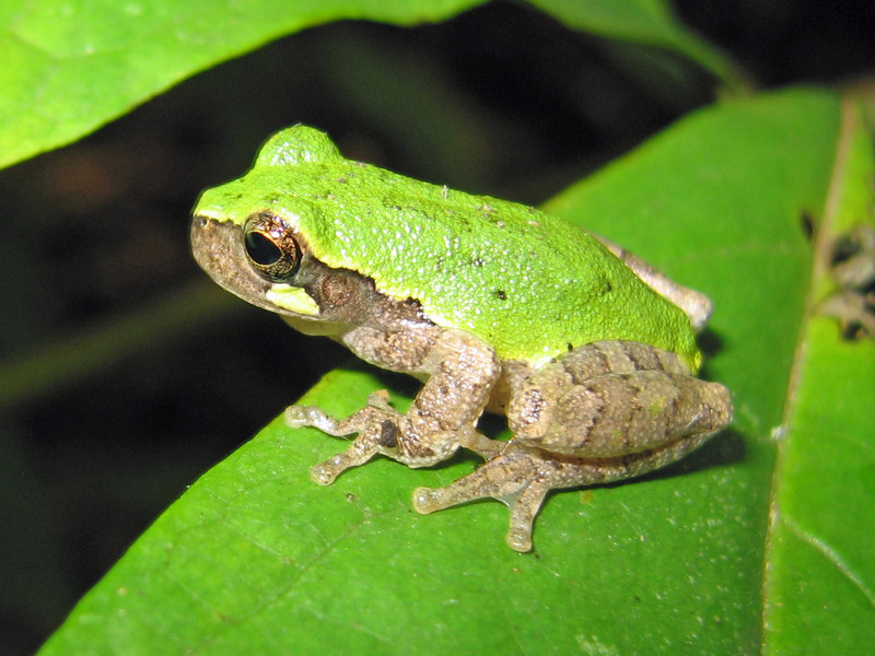 bird-voiced treefrog (Hyla avivoca); DISPLAY FULL IMAGE.