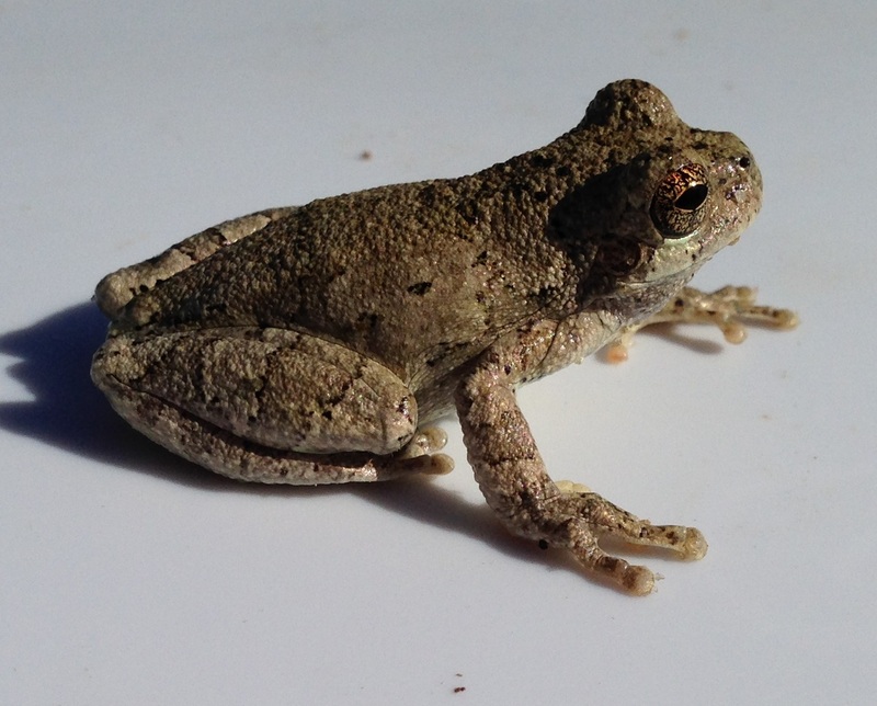 bird-voiced treefrog (Hyla avivoca); DISPLAY FULL IMAGE.