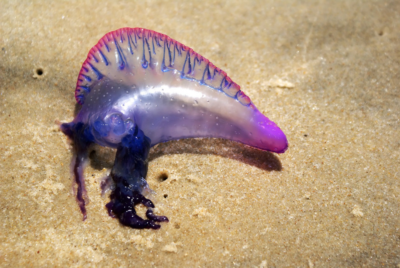 Atlantic Portuguese man o' war (Physalia physalis); DISPLAY FULL IMAGE.