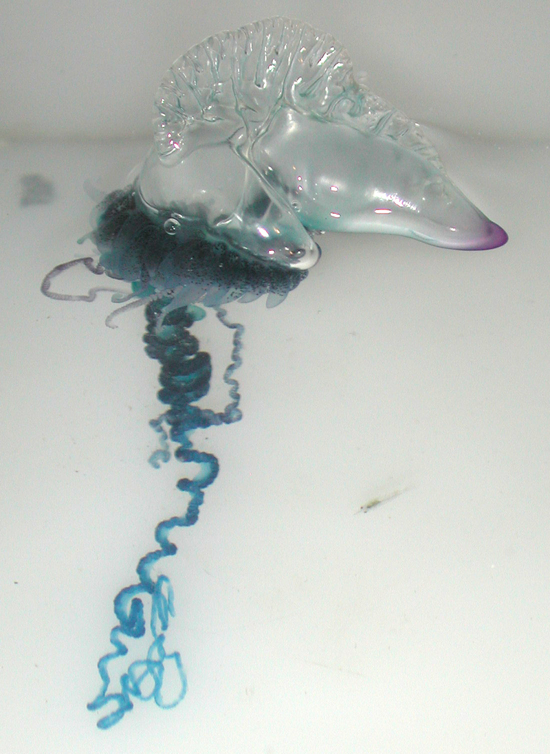 Atlantic Portuguese man o' war (Physalia physalis); DISPLAY FULL IMAGE.