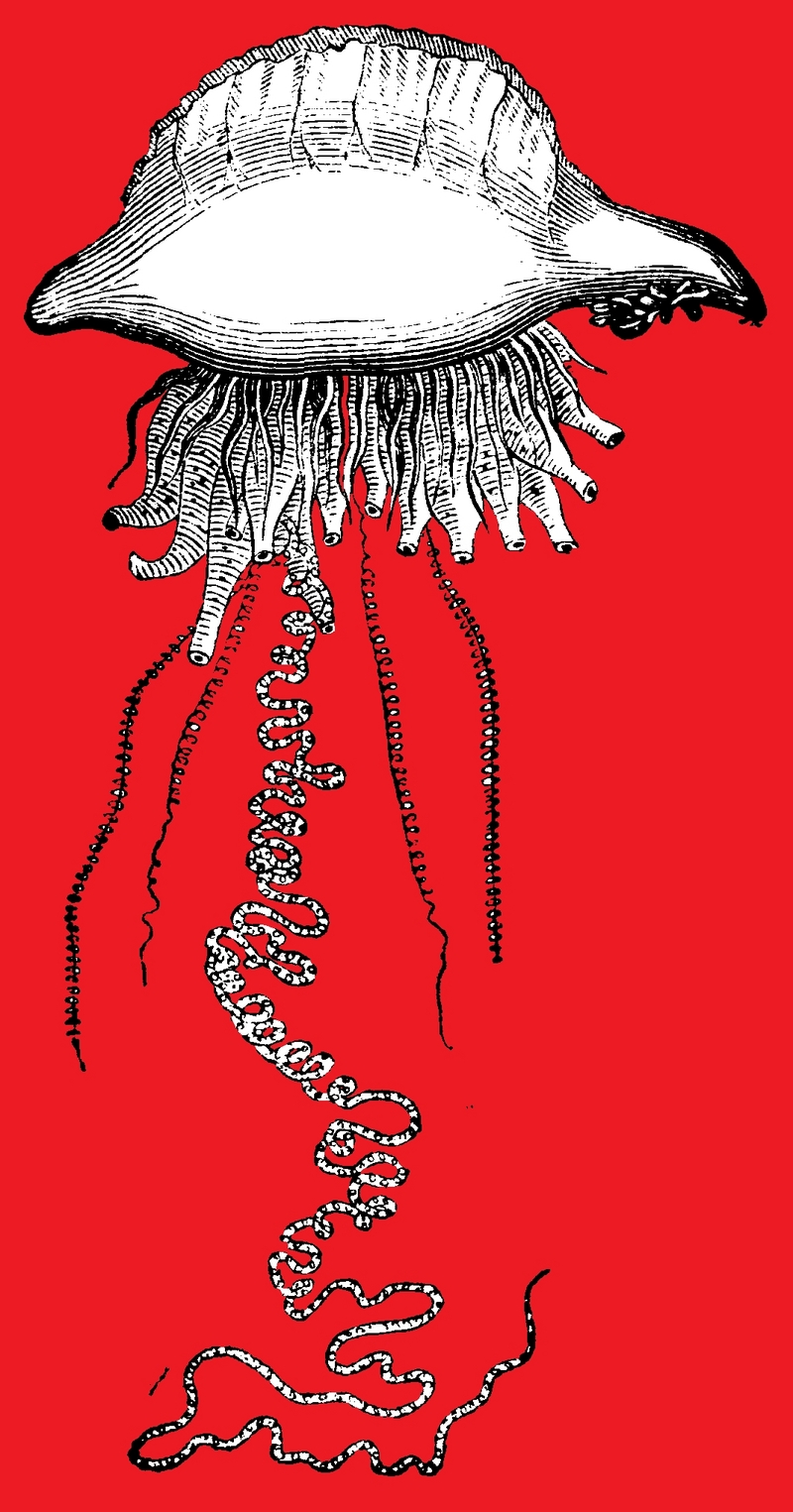 Atlantic Portuguese man o' war (Physalia physalis); DISPLAY FULL IMAGE.
