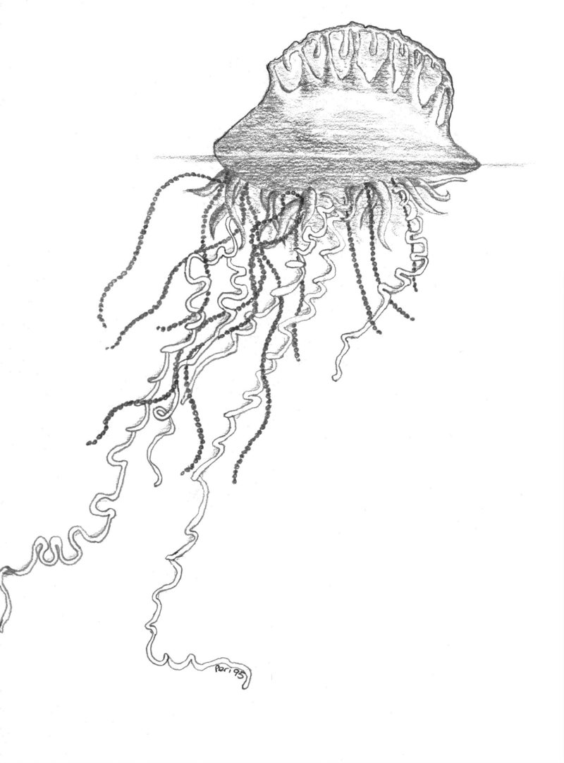 Atlantic Portuguese man o' war (Physalia physalis); DISPLAY FULL IMAGE.