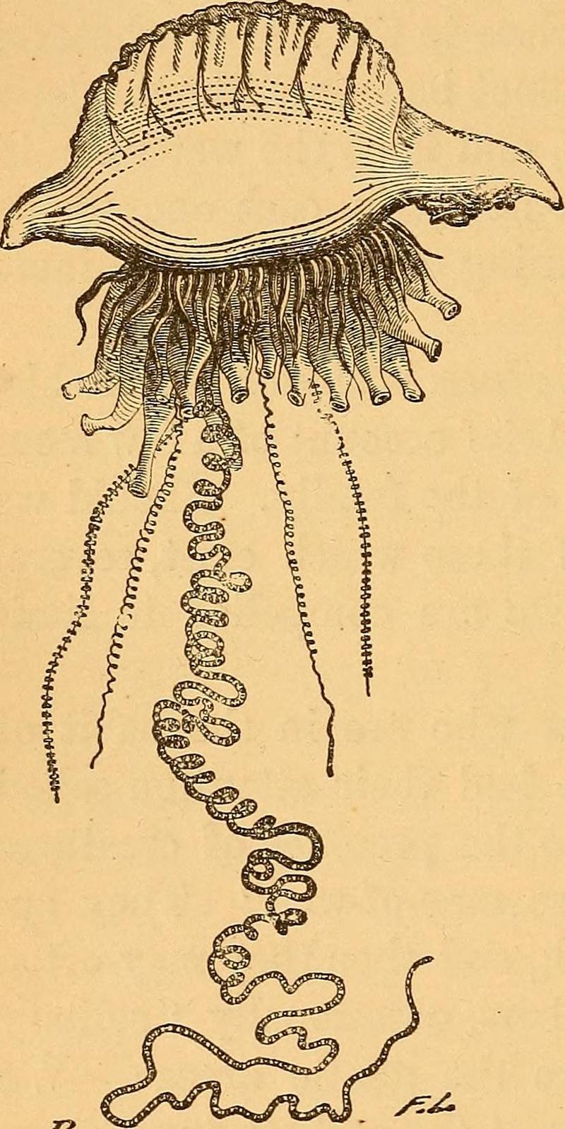 Atlantic Portuguese man o' war (Physalia physalis); DISPLAY FULL IMAGE.