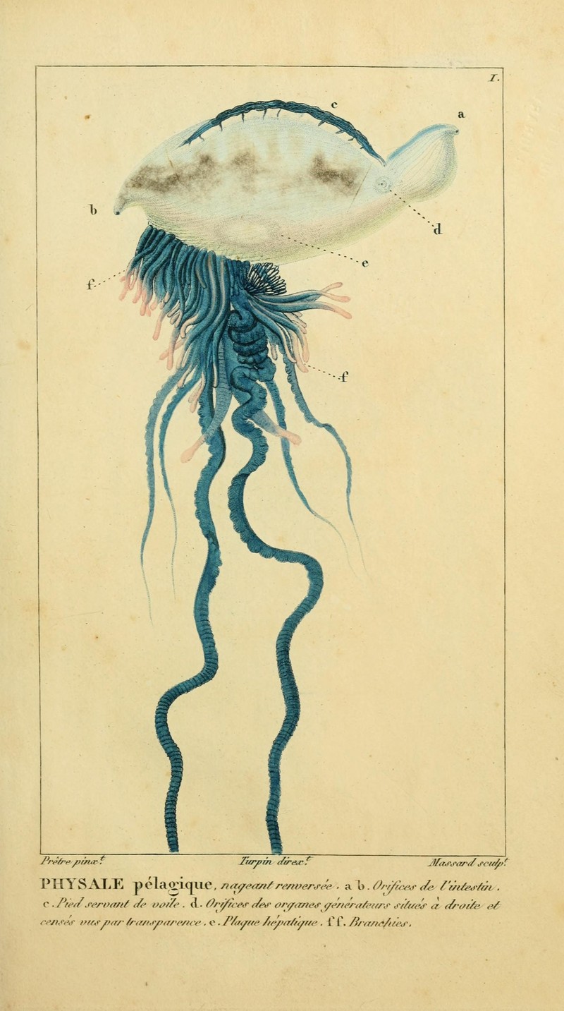 Atlantic Portuguese man o' war (Physalia physalis); DISPLAY FULL IMAGE.